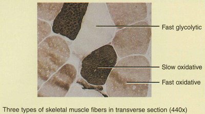 Muscle fiber types in transverse section