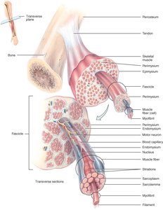 Connective tissue organization in skeletal muscle