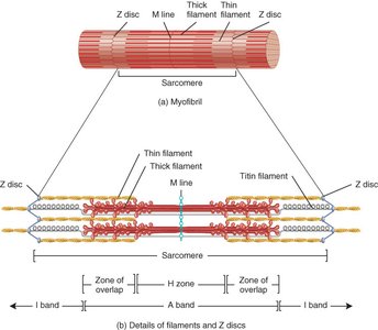 Sarcomere structure and arrangement of filaments