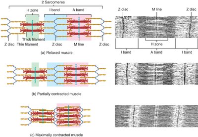 Sarcomere contraction states