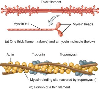 Thick and thin filament structure