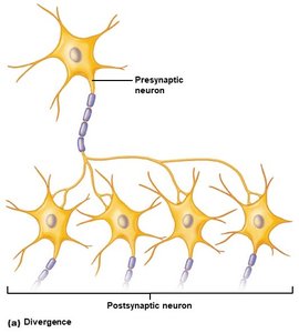 Divergence in neural integration