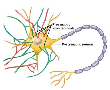 Convergence in neural integration