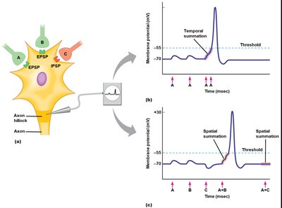 Temporal and spatial summation at the axon hillock