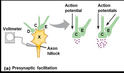 Presynaptic facilitation mechanism