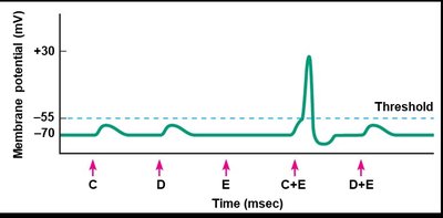 Membrane potential changes during presynaptic facilitation