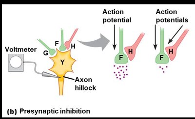 Presynaptic inhibition mechanism