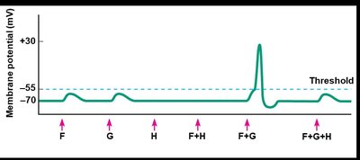 Membrane potential changes during presynaptic inhibition