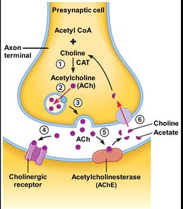 Acetylcholine synthesis, release, and breakdown