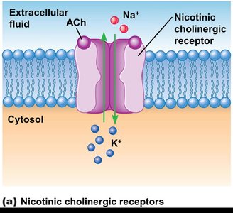 Nicotinic cholinergic receptor mechanism
