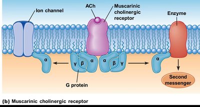 Muscarinic cholinergic receptor mechanism
