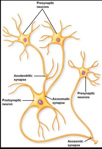 Types of synapses: axodendritic, axosomatic, axoaxonic