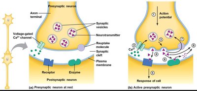 Chemical synapse anatomy and neurotransmitter release