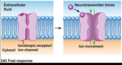 Ionotropic receptor fast response mechanism