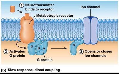 Metabotropic receptor direct coupling