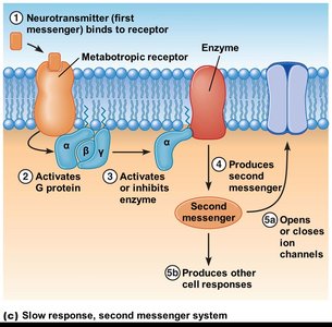 Metabotropic receptor second messenger system