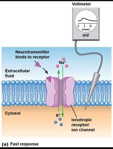EPSP fast response mechanism