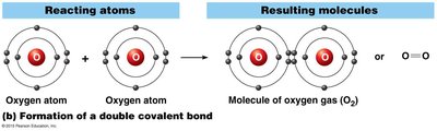 Formation of a double covalent bond: oxygen