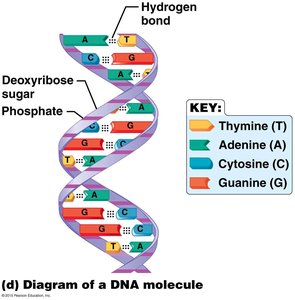 Hydrogen bonds between water molecules