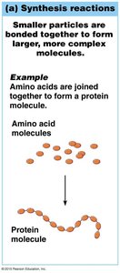 Synthesis reaction: amino acids forming protein
