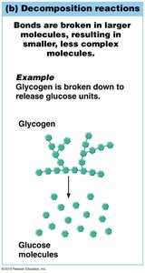 Decomposition reaction: glycogen breaking into glucose