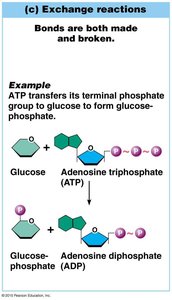 Exchange reaction: ATP and glucose