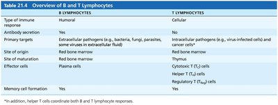 Overview of B and T Lymphocytes