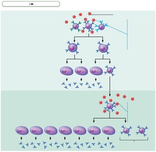 Clonal selection of a B cell