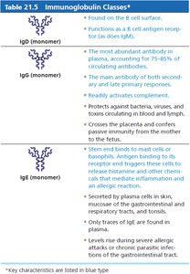 Immunoglobulin Classes (IgD, IgG, IgE)