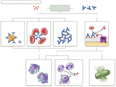 Mechanisms of antibody action