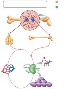 Proliferation and differentiation
