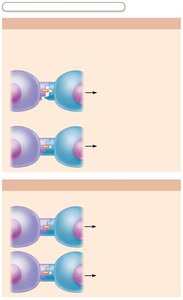 T cell education in the thymus