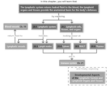 Lymphatic system chapter overview flowchart