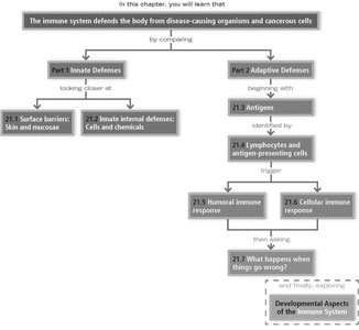 Immune system chapter overview flowchart