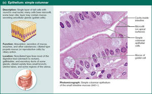 Simple columnar epithelium.