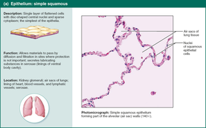 Simple squamous epithelium.