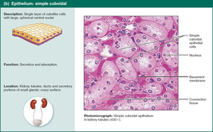 Simple cuboidal epithelium.