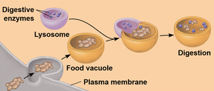 Lysosome digesting food vacuole