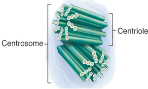 Centrosome and centrioles structure