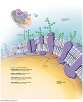 Fluid Mosaic model of plasma membrane