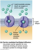 Carrier-mediated facilitated diffusion