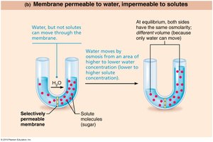 Osmosis across a selectively permeable membrane