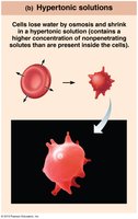 Cells shrink in hypertonic solution