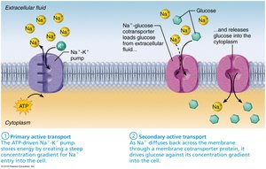 Secondary active transport: SGLT mechanism