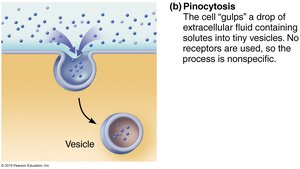 Pinocytosis process