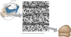 Ribosome structure with large and small subunits