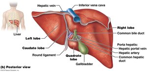 Posterior view of the liver and associated structures