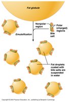 Emulsification of fat globules by bile salts