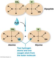 Hydrolysis of a dipeptide into amino acids