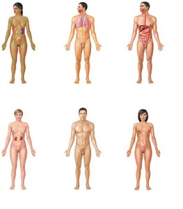 Organ system levels